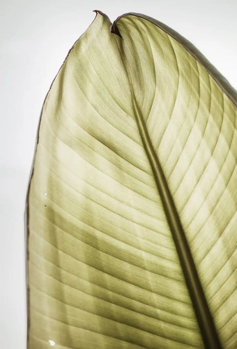 Close-up of a green leaf texture representing eco-friendly fashion by Haus of MX