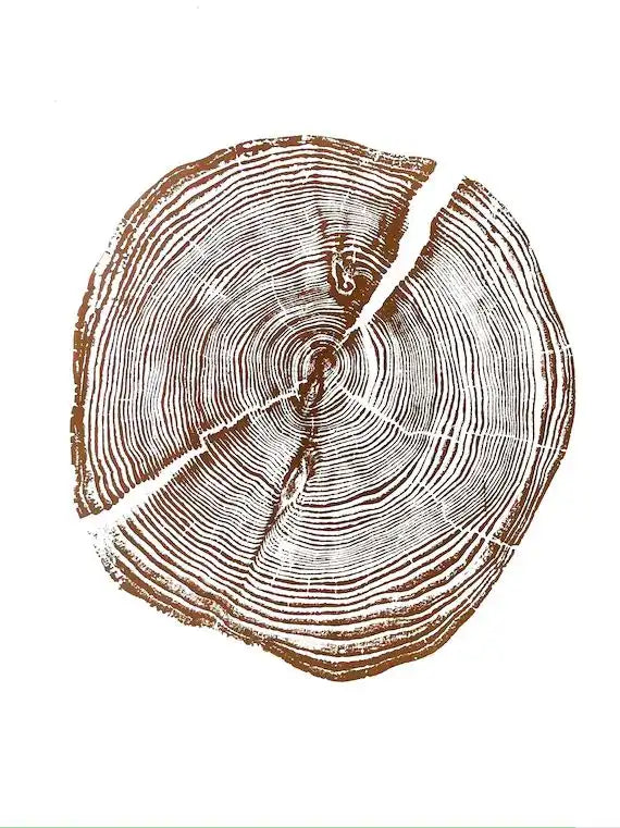 Tree rings symbolising natural growth and sustainability — Haus of MX eco-conscious design